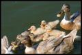 Ducklings in formation CRW_8169